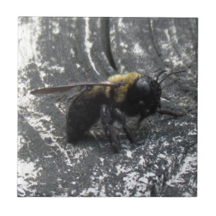 Regendruppels Tegeltje