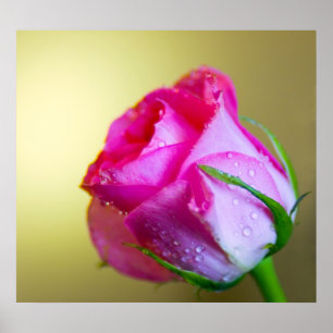 Regendruppels van de natuur kussen op Roze Roos Poster