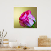 Regendruppels van de natuur kussen op Roze Roos Poster (Keuken)