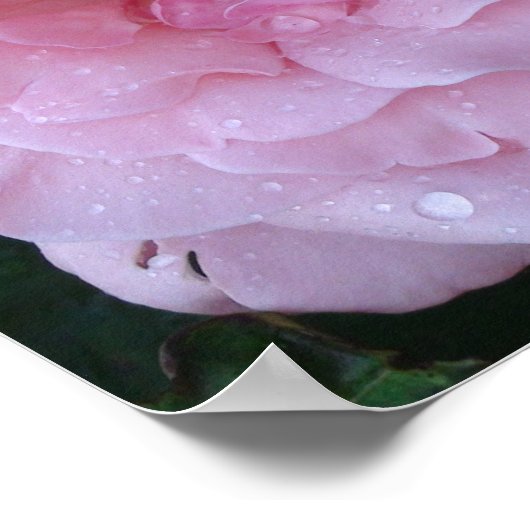 Regengedicht op een mooie roze roze met regendrupp poster (Hoek)