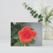 Regengekust roos briefkaart (Staand voorkant)