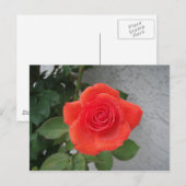 Regengekust roos briefkaart (Voorkant / Achterkant)