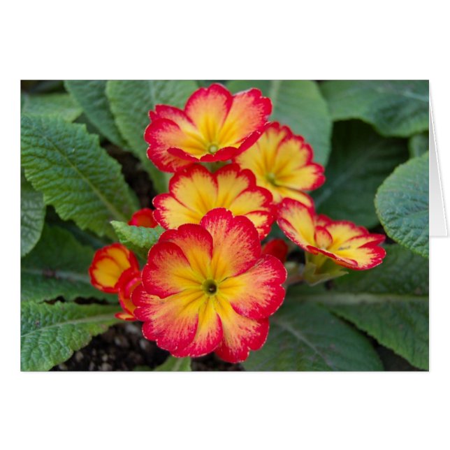 regenjager (Voorkant Horizontaal)