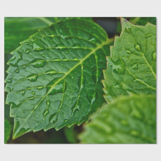 Regenregendruppelbladeren nat cadeaupapier (Vlak)