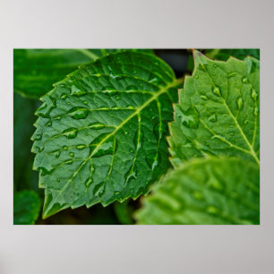 Regenregendruppelbladeren nat poster