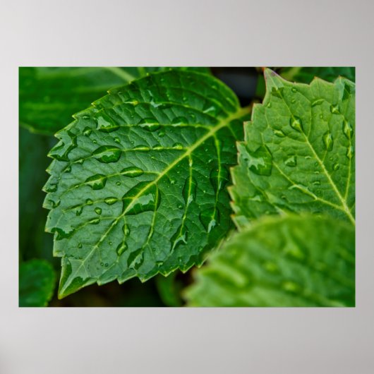 Regenregendruppelbladeren nat poster (Voorkant)