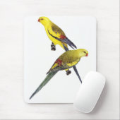Regent Parrot Pair - Polytelis anthopeplus Muismat (Met muis)