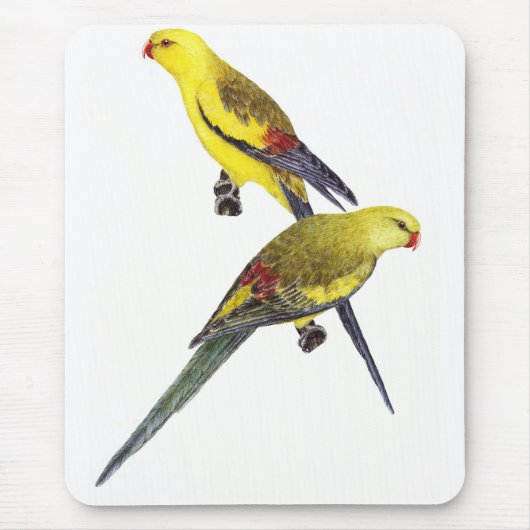 Regent Parrot Pair - Polytelis anthopeplus Muismat (Voorkant)