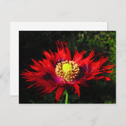 regenval briefkaart (Voorkant / Achterkant)