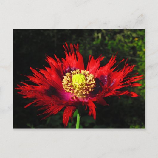 regenval briefkaart (Voorkant)