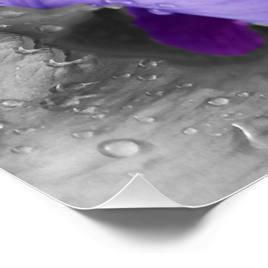 regenval in iris perfect poster (Hoek)