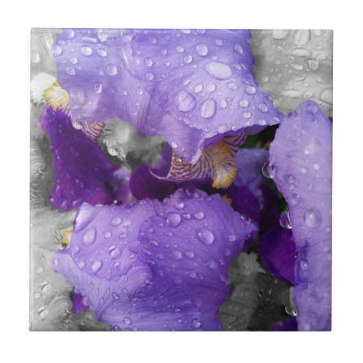 regenval in iris tegeltje (Voorkant)