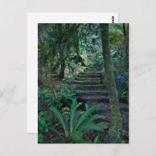 regenwoud briefkaart (Voorkant / Achterkant)
