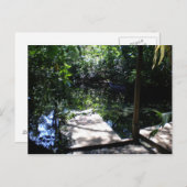 regenwoud briefkaart (Voorkant / Achterkant)