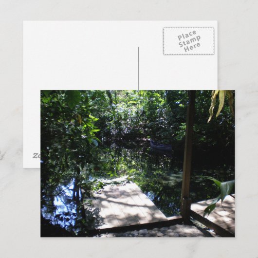 regenwoud briefkaart (Voorkant / Achterkant)