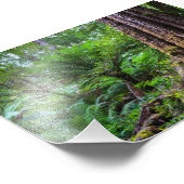 regenwoud in Great Otway National Park Australia Foto Afdruk (Hoek)