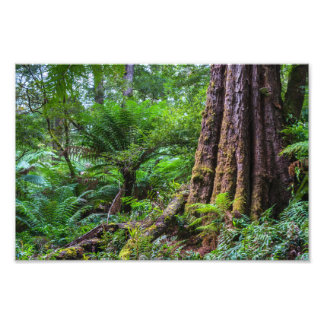 regenwoud in Great Otway National Park Australia Foto Afdruk