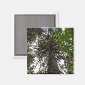 regenwoud magneet (Voorkant / Achterkant)