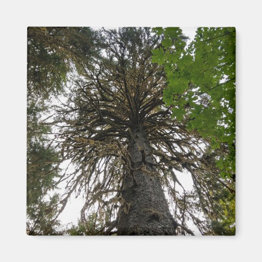 regenwoud magneet (Voorkant)