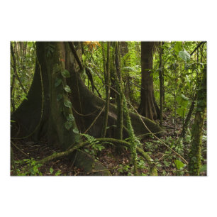 Regenwoud, Mapari-rivier Noord-Rupununi, Foto Afdruk
