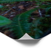 regenwoud poster (Hoek)