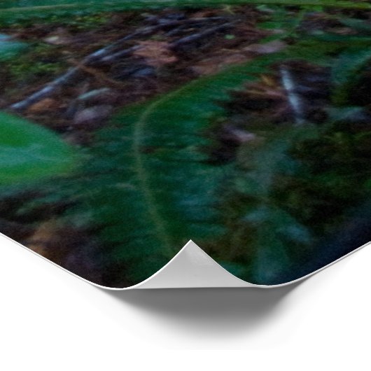 regenwoud poster (Hoek)