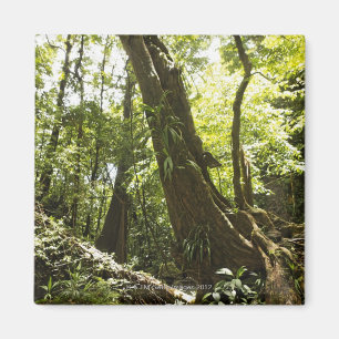 regenwoud uitzicht, Dominica Magneet
