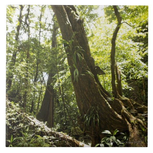 regenwoud uitzicht, Dominica Tegeltje (Voorkant)