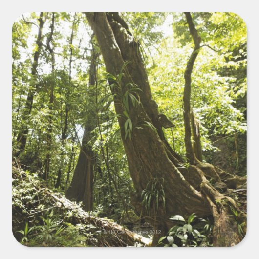 regenwoud uitzicht, Dominica Vierkante Sticker (Voorkant)