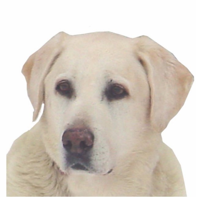 Reggie Staand Fotobeeldje (Voorkant)