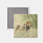 regionale leeuw magneet (Voorkant / Achterkant)