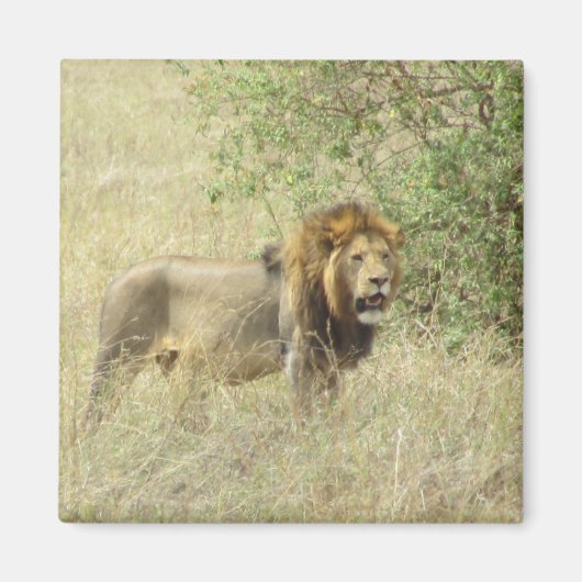 regionale leeuw magneet (Voorkant)