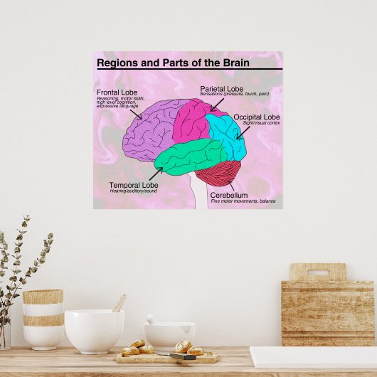 Regio's en delen van het brein poster (Keuken)
