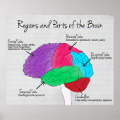 Regio's en delen van het brein poster (Voorkant)