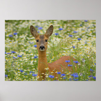Reh in blühender Wiese,Nahaufnahme, Poster