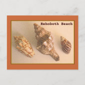 Rehoboth Shells Briefkaart (Voorkant)