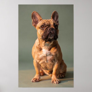 Rehpuppy Franse Bulldog Sage Studio Portret Poster