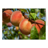 Reife Weingartenpfirsiche (Voorkant Horizontaal)