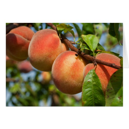 Reife Weingartenpfirsiche (Voorkant Horizontaal)