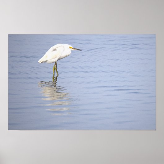 Reiger Foto Poster (Voorkant)