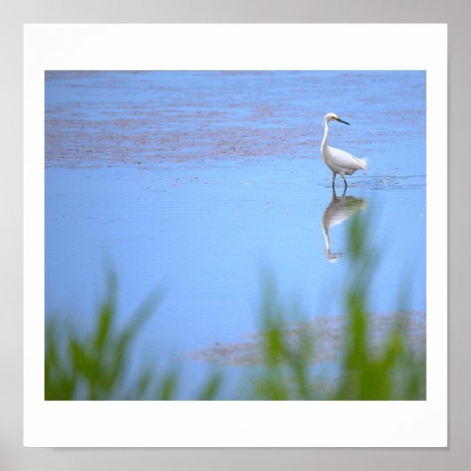 Reiger Foto Poster (Voorkant)