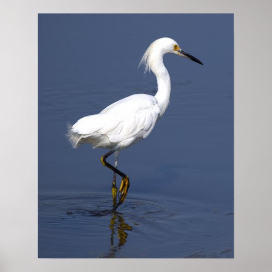 Reiger Foto Poster (Voorkant)