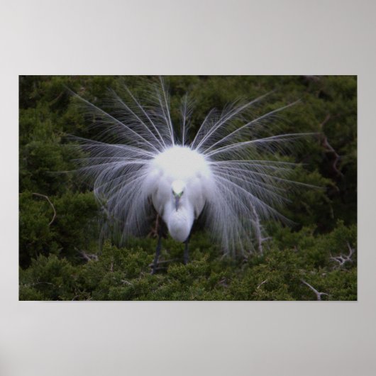 Reiger Foto Poster (Voorkant)