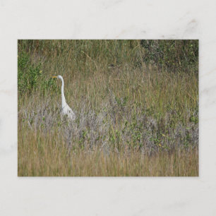 Reiger in het Gras Ansichtkaart Briefkaart