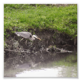 Reiger klaar om aan te vallen foto afdruk