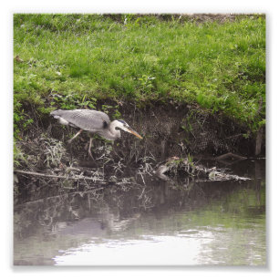 Reiger klaar om aan te vallen foto afdruk
