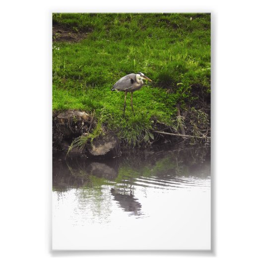 Reiger met spiegelbeeld foto afdruk (Voorkant)