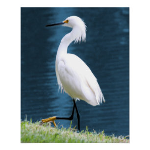Reiger Muur Kunst Minimalistisch Natuur Kust Perfect Poster