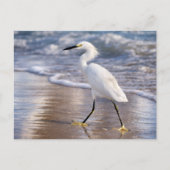 Reiger op kustlijn Foto afdruk Briefkaart (Voorkant)