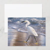 Reiger op kustlijn Foto afdruk Briefkaart (Voorkant / Achterkant)